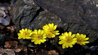 한국의 야생화 - 개복수초(Adonis pseudoamurensis)