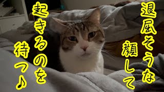 退屈そうな顔で起きるのを待ってくれている猫がこちらw