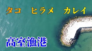 【倉敷】タコやヒラメが釣れる高室漁港　釣り場紹介