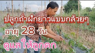 ปลูกถัวฝักยาว 28 วันและขั้นตอนดูแล