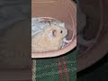 hamsterfunny 🐹😂 shorts wait for the end pet hamster