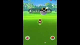 ポケモンGO ハリマロン色違い！！　PokémonGO