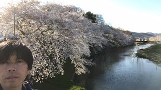 足利の桜の名所7(千歳橋)