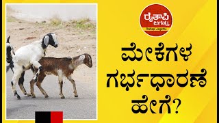 ಮೇಕೆಗಳ ಗರ್ಭಧಾರಣೆ ಹೇಗೆ? || How is goat pregnancy? || Goat pregnancy