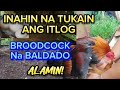 INAHIN NA TUKAIN ANG ITLOG, BROODCOCK NA BALDADO, #breedingtips #backyardbreeder #farming