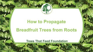 How to Grow Breadfruit Trees from Roots