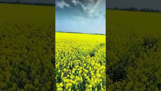 #foryou #flowers #fyp #Mustard field #bangladesh