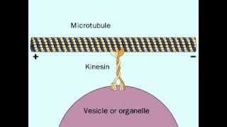 Motor Protein | Kinesin | Membrane bound  Vesicle Transport | Transport Vesicle