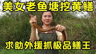 美女去老鱼塘挖黄鳝，运气好遇到了“极品鳝王”，这下可发财了【壮乡小莫】