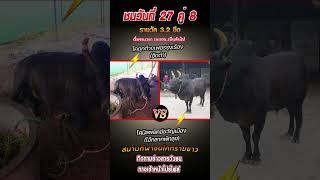 โคดุกด้างเพชรรุ่งเรือง (ซัดดำ) vs โคนิลพยัคฆ์ขวัญเมือง (ไอ้กลากพัทลุง) #ข้อมูลวัวชน #วัวชนวันนี้