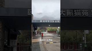 12.07神树坪下雪🌨️啦，在我们不能入园的第一天下雪了，福宝一定很喜欢吧 #大熊猫 #大熊猫福宝 #panda #fubao