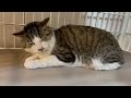 【地域猫出身】穏やかで心優しいキジ白くん【rescued cat】