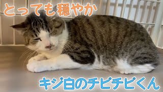 【地域猫出身】穏やかで心優しいキジ白くん【Rescued cat】