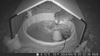 2024 0916 cute raccoon goes for football while trying to keep back feet out of pool