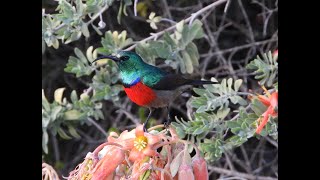 Greater Double Collared Sunbird -Filmed by Greg Morgan