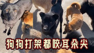 2025-2-20 Stray dog home 基地许多狗狗因为打架被咬的耳朵掉了一半。