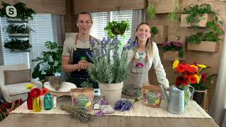 Roberta's 3-Piece Phenomenal Lavender Live Plants on QVC