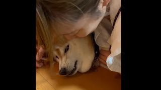 柴犬福 雷の時の柴犬福🥲🤣Shiba Inu during thunder🥲🤣