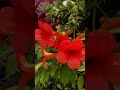 trumpet creeper flower shortvideo shortfeed youtubeshorts trendingshorts shorts viral