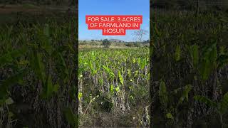 farmland for sale near hosur - farm land for sale near bangalore - individual farmland for in hosur