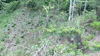 奄美大島の山の伐採現場１