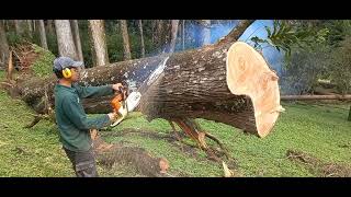 How to cut wood with a chainsaw