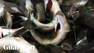 Secret filming reveals intensive fish farming practices in Italy