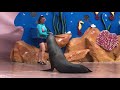 ଆମେରିକା ରେ ଦେଖନ୍ତୁ ସମୁଦ୍ର ସିଂହ ର ସର୍କସ sea lion show seaquriam trip part 1 miami usa lenka kitchen