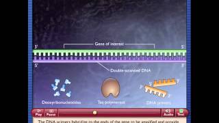 ΑΛΥΣΙΔΩΤΗ ΑΝΤΙΔΡΑΣΗ ΠΟΛΥΜΕΡΑΣΗΣ 1 - PCR 1