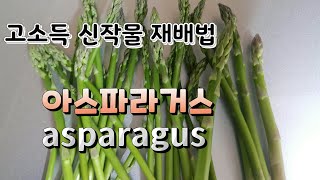 아스파라거스 재배법, 신소득 작물 asparagus