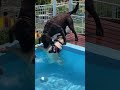 溺れていないけど、心配で助けようとしてるラブラドールレトリバー🥰friendly labrador retriever ラブラドールレトリバー 大型犬 labrador dog shorts