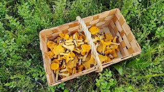 肥美的鸡油菌| chanterelles