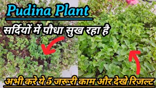 सर्दियों में पुदीना सुख रहा है पत्तियां छोटी हो गई है ये काम करे अभी / Pudina Mint Plant Winter Care