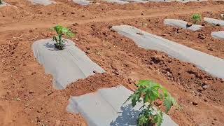 45 days papaya and pomegranate crop and single stem training