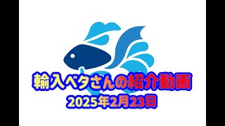 2025年2月23日　輸入ベタさんの紹介動画