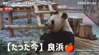 ラウちゃんにとってよい年でね【たった今】アドベンチャーワールド、良浜🍎【毎週パンダ2025/1/1】Panda just now,cute panda video