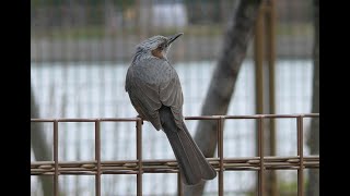 ヒヨドリ、普段は何を食べてるの？