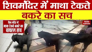 Lie Detector Test : शिवभक्त बकरे की पूरी पड़ताल | Anandeshwar Temple | Kanpur | News Nation