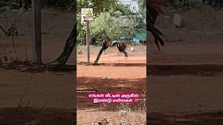 இரண்டு மயில்கள் # அழகான மயில்கள் # beautiful and cute bird peacock # peacock and peachen