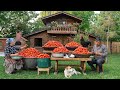 🍅 Tomato Harvesting, Peeling, and Preservation | From Garden to Pantry 🌿