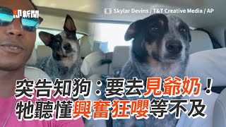 一聽要去見爺奶  聰明狗狗興奮狂嚶等不及｜寵物動物｜澳洲牧牛犬｜精選影片