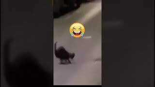 Tom vs Jerry Nyata #shorts #yotube #cats #cat tom and jerry