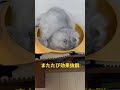 【猫品種ラガマフィン】猫にマタタビを使ってみました