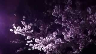 桜開花！夜桜レポ～小金井公園～2015.3.30 sakura movie 1