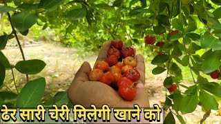 Cherry ka plant ghar pe kaise lagae  : Barbados Cherry 🍒