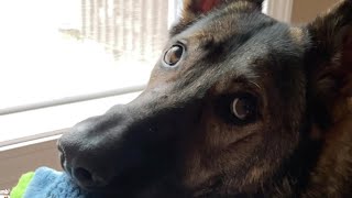 THE MOST ADORABLE GERMAN SHEPHERD ON THE INTERNET