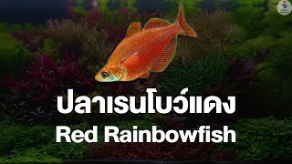 ปลาเรนโบว์แดง Red Rainbowfish