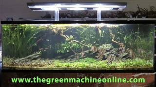 Altum Angel Aquascape, The Green Machine by Andrew Mack