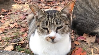 神社の境内にいた香箱座りの眠そうな美猫に挨拶してみたら… Say hello to a sleepy beautiful cat