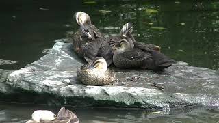 【カルガモ親子】子供たちそろそろ巣立つか？～東綾瀬公園2020年6月15日